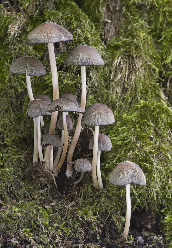 Coprinellus micaceus